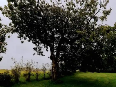 a tree in the middle of a green field at 5 star holiday home in Løkken in Løkken