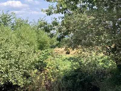 a forest of trees and bushes with the sky in the background at PipOp - the place where you find your soul again in Struer
