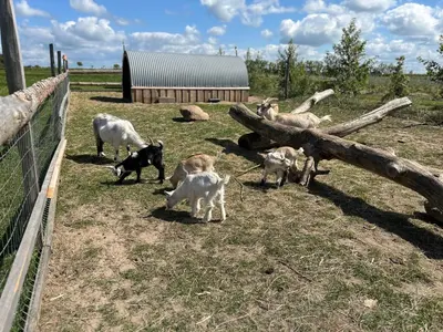 a group of goats in a field near a fence at Bright Nordic Loft Apartment in Spottrup
