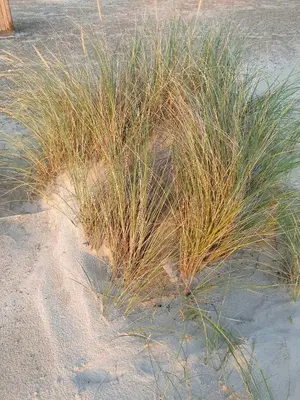 a patch of grass in the sand on the beach at Modern House Close To The North Sea in Tranum