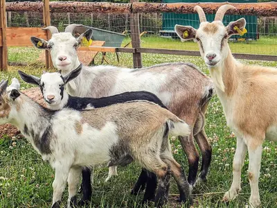 a group of goats standing in a field at 10 person holiday home in Spøttrup in Spottrup