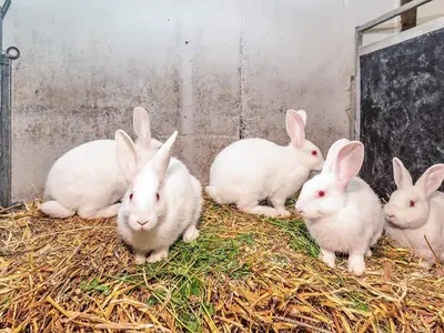 a group of white rabbits sitting on hay at 10 person holiday home in Spøttrup in Spottrup