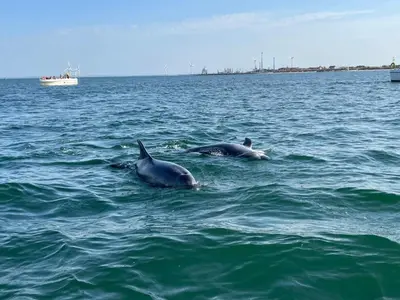 two dolphins swimming in the water with a boat at 4 star holiday home in Thyborøn in Thyborøn