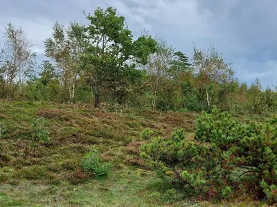 a grassy hill with trees and bushes on it at 5 star holiday home in Farsø in Farsø
