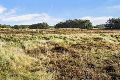 a field of tall grass with trees in the background at 1014-Thisted-Sletningen-7 in Torsted