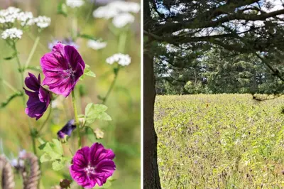 two different pictures of flowers in a field at 510-Thisted-Egebaksandevej-10 in Thisted