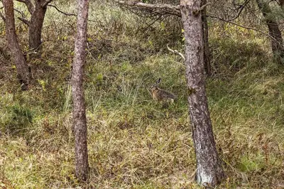 a rabbit sitting in the grass in the woods at 1326-Thisted-Blabaervej-6 in Thisted