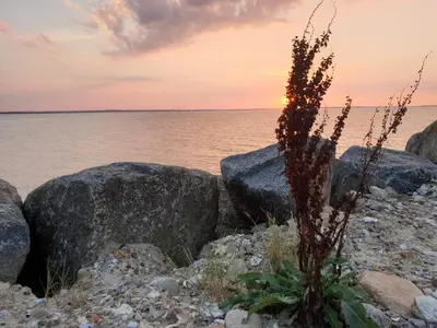 a plant on the rocks near the water at sunset at Holiday home for family in Denmark in Løgsted