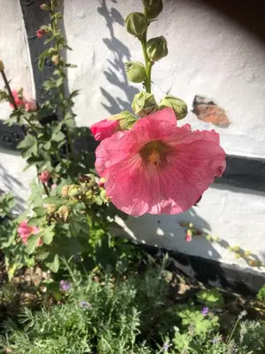 a pink flower on a plant in a garden at Lykkeholms Bella Vista in Spottrup