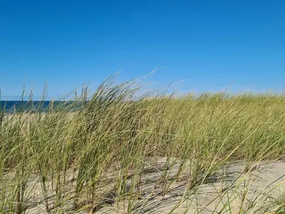a field of tall grass on a sandy beach at 12 person holiday home in Pandrup-By Traum in Pandrup