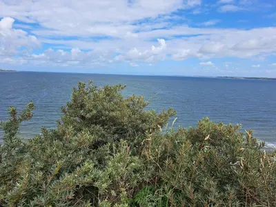 a view of the ocean with a tree at 6 person holiday home in Struer-By Traum in Struer