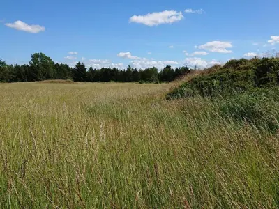 a field of tall grass with trees in the background at 6 person holiday home in Højslev-By Traum in Højslev