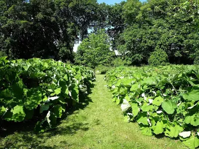 a field of green plants with trees in the background at 6 person holiday home in Højslev-By Traum in Højslev