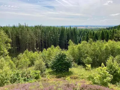 a view of a forest of trees and bushes at 16 person holiday home in Brovst-By Traum in Brovst