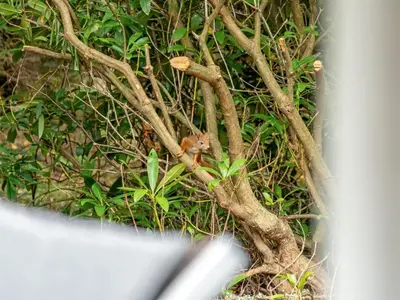 a small monkey sitting on the branches of a tree at Holiday Home Melisa - 3km from the sea by Interhome in Pandrup