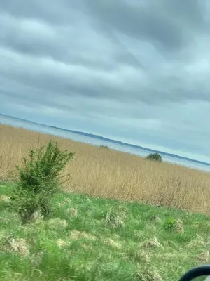 a field of tall grass next to the ocean at Ålevænget 1 in Gedsted