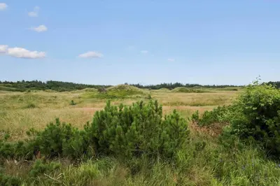 a green bush in a field of grass at BL1220-Blokhus-Peter-Andersensvej-21 in Blokhus