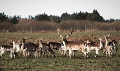 a herd of deer standing in a field at BL1674-Pandrup-Kystvejen-19 in Pandrup