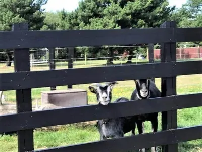 two goats are looking through a wooden fence at BL1674-Pandrup-Kystvejen-19 in Pandrup