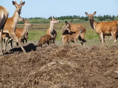 a group of gazelles and a baby deer in a field at BL1674-Pandrup-Kystvejen-19 in Pandrup