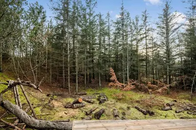 a forest with trees and a wooden deck at BL1327-Blokhus-Braendevinsstien-5 in Blokhus