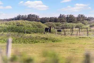 a horse standing in a field behind a fence at BL137-Blokhus-Pirupshvarre-Klit-6 in Blokhus