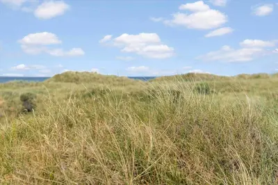 a field of tall grass with the ocean in the background at BL1591-Pandrup-Ferborgvej-54 in Pandrup