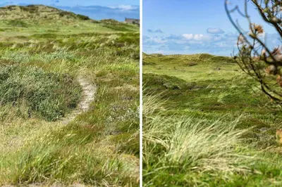 two pictures of a grassy hill with a trail at BL1397-Pandrup-Rodhus-Klitvej-363 in Pandrup