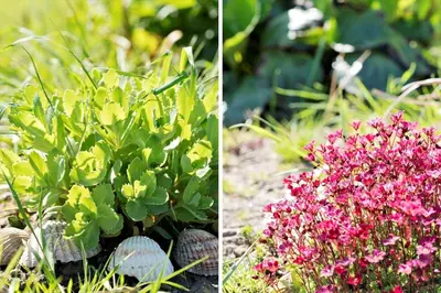 two pictures of flowers in a garden at G219-Lemvig-Skovstjernevej-19 in Lemvig