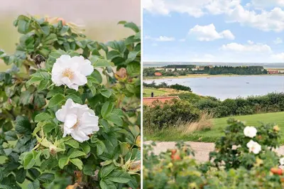 two pictures of a bush with white flowers and a body of water at G180-Lemvig-Bellisvej-80 in Lemvig