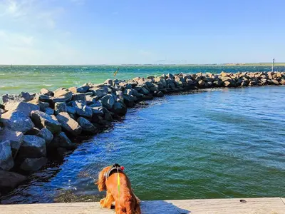 a dog sitting in the water next to some rocks at 5 person holiday home in Løgstør in Løgstør