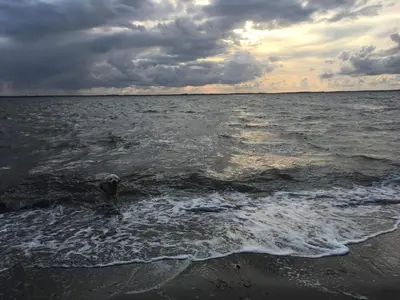 a bird is standing in the water on the beach at 6 person holiday home in Vinderup in Vinderup