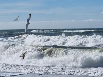 two birds flying over the waves in the ocean at 5 person holiday home in Harboøre-By Traum in Harboør