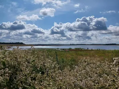 a field with flowers in front of a body of water at 5 person holiday home in Harboøre-By Traum in Harboør