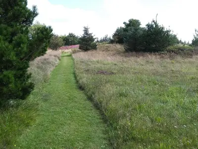 a path through a field of grass with trees at 6 person holiday home in Fjerritslev in Fjerritslev