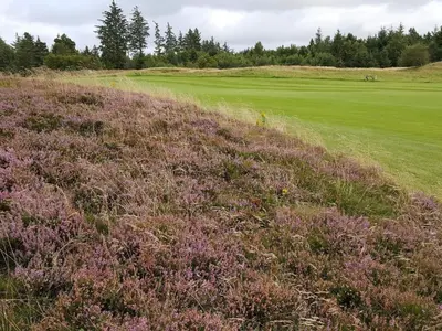 a field of purple flowers next to a golf green at 6 person holiday home in Fjerritslev in Fjerritslev
