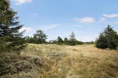 a field of tall grass with trees in the background at JB329-Brovst-Egernvej-29 in Brovst