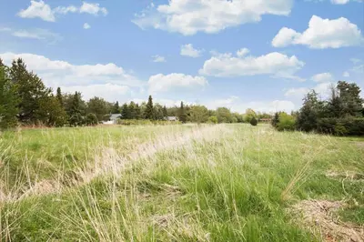 a field of tall grass with trees in the background at JB125-Fjerritslev-Lyngbjergvej-31 in Fjerritslev