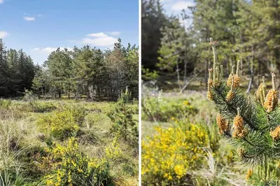 two pictures of a field with a pine tree at JB1108-Frostrup-Strandvejen-67 in Frøstrup