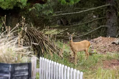 a deer standing in the grass near a fence at BL1121-Saltum-Daadyrvej-7 in Saltum