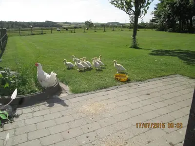 a group of ducks standing on the grass in a field at Bakkegården Homestay in Spottrup