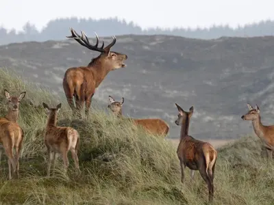 a group of deer standing on top of a hill at Holiday home in Thisted with swimming pool in Thisted