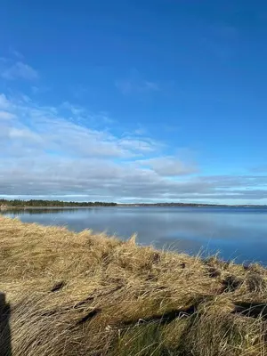 a view of a lake with tall grass at Holiday Home With Pool And Fjord Views On Lundø in Højslev