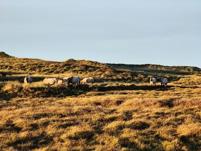 a herd of horses grazing in a grassy field at Cozy Cottage Close To Thy National Park in Thisted