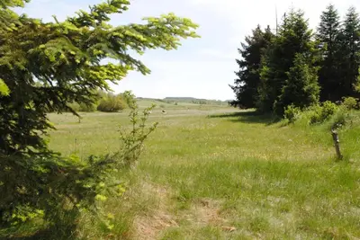 a field of grass with trees in the distance at Idyllic Countryside Farm with Horseback Riding in Nibe