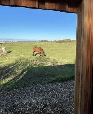 a horse grazing in a field with a fence at Stenbækgård - Farm Glamping in Højslev