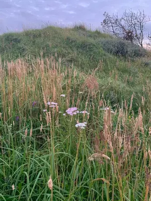 a field of tall grass with flowers on a hill at Holiday Home By The North Sea Dunes In Rødhus in Pandrup