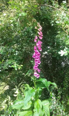a group of pink flowers on a plant at Porshøjvej in Skive