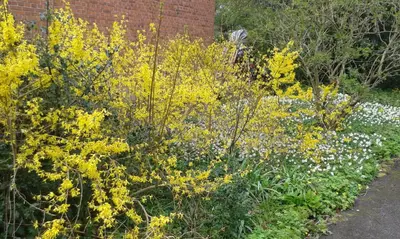 a garden with yellow plants and white flowers at Porshøjvej in Skive