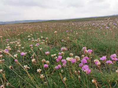 a field full of pink flowers in a field at 6 person holiday home in Lemvig-By Traum in Ferring